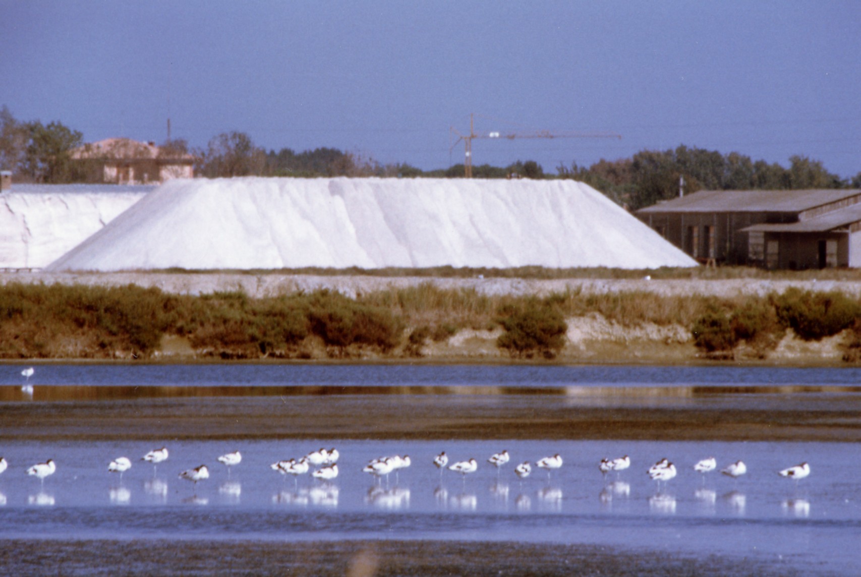 avocetteincamillona